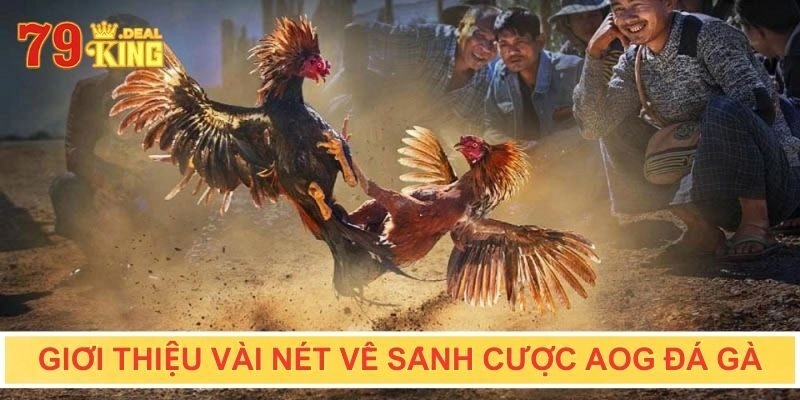 Giới thiệu vài nét về sảnh cược AOG đá gà trực tuyến