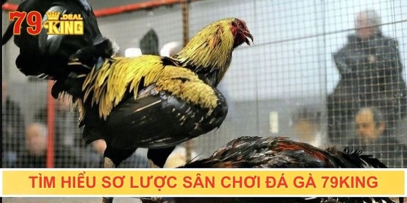 Tìm hiểu sơ lược sân chơi đá gà 79KING